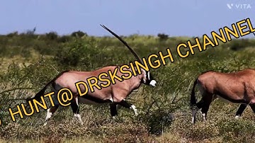 TIGER  TRYING  TO  HUNT  ORYX@ DRSKSINGH CHANNEL JAI SHREERAM