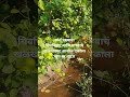 पाण्याचा खळखळ आवाज #farming
