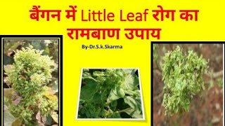 बैंगन में Little Leaf रोग का रामबाण उपाय//little leaf disease in Brinjal/बैंगन में छोटी पत्ती रोग