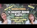 10 CHEAPEST LONGLIFE INDOOR PLANT|MURA AT MATATAG NA I DOOR PLANTS| GRACIELLA PLANTITA