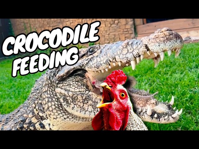 Feeding Monster Crocodiles Whole Chickens!!! class=