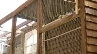 Outdoor Finch Flights