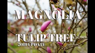 Magnolia Tulip Tree
