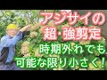 【アジサイの強剪定】時期外れでも小さくしたい場合の特殊な例(2026年8月)🍃🌱