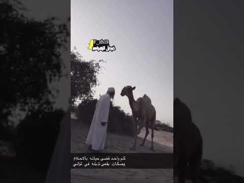 إبل آل سويدي من زهران بادية الجبر من زهران بني سليم الهوج