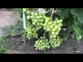 Среднеспелые сорта винограда 2019. Эмигрант и Интрига большая