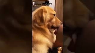 cute golden retriever funny🤣@mohitchaudhari1480