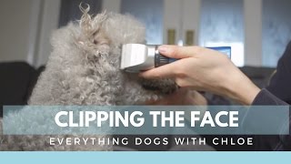 HOW TO TRIM A DOG'S FACE  BEDLINGTON TERRIER GROOMING SERIES