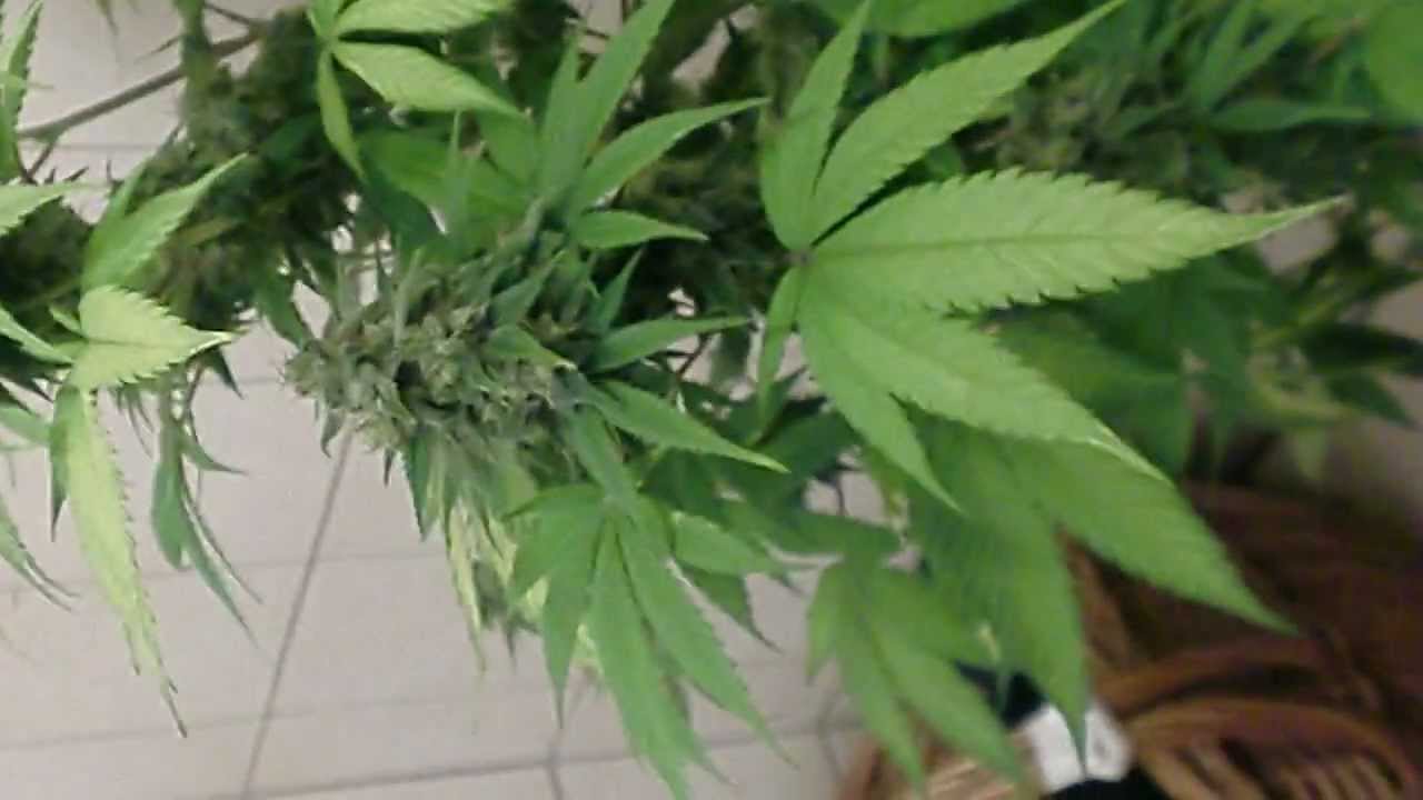 Jack 47 sweet seeds @ week 8 of Flowering 400 watt hps in Soil Harvest Time