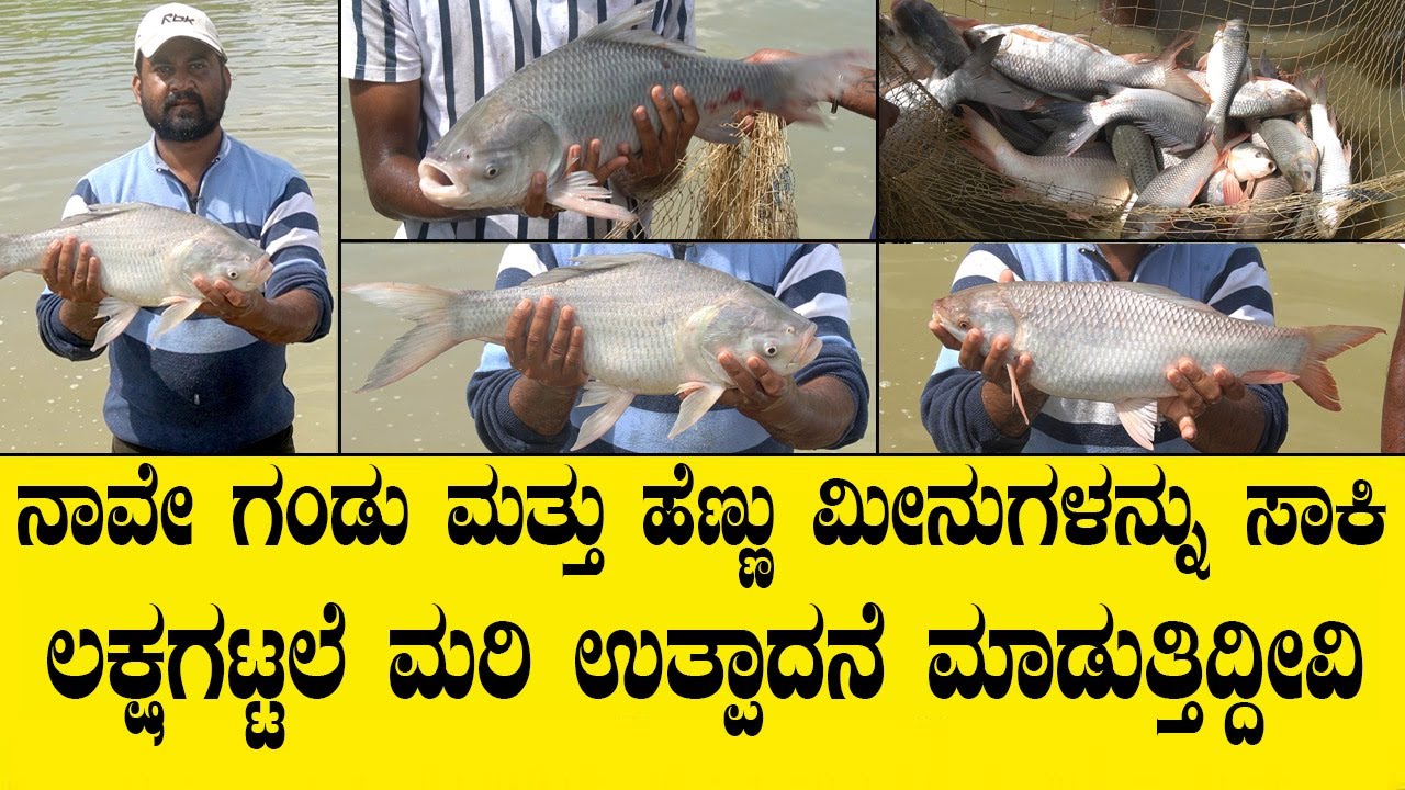 call 9606835867, 9535468519 ಎಲ್ಲಾ ಜಾತಿಯ ಮೀನು ಮರಿಗಳು ಇವರ ಹತ್ತಿರ ದೊರೆಯುತ್ತದೆ.fish seeds farming video