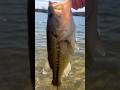 Nice largie on the working class zero micro citizen #bassfishing #fishingmaster