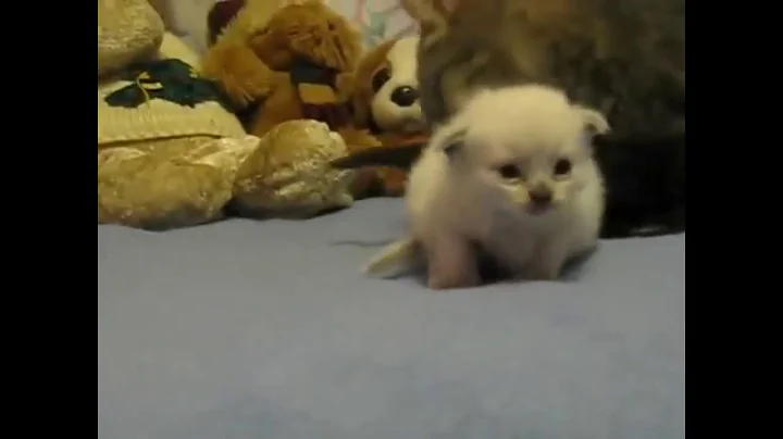 new born kittens - kitten cat care : how to raise just-born kittens