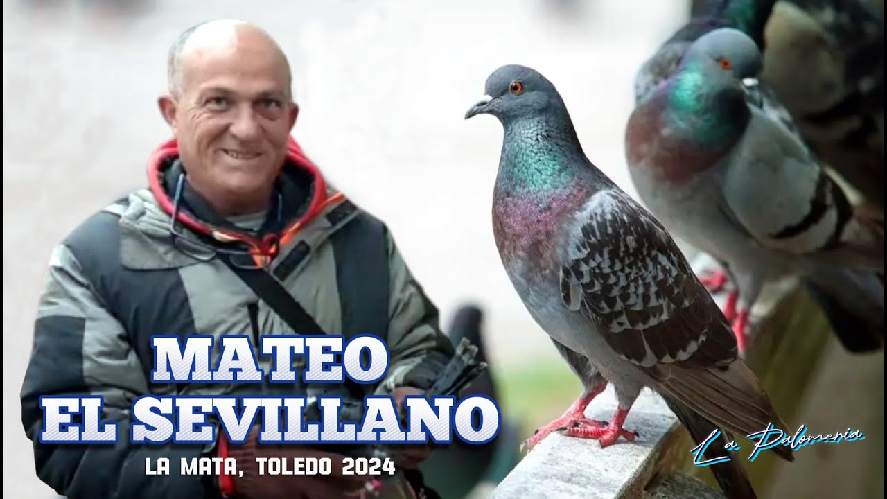 Palomeros Zuriteros | Tertulia Palomera | Mateo y El Americano