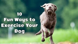 10 Fun Ways to Exercise Your Dog | Animals Unlimited | Sameer Gudhate by Animals Unlimited 33 views 5 years ago 8 minutes, 10 seconds