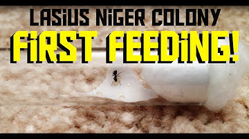 Lasius Niger Colony - First Feeding!