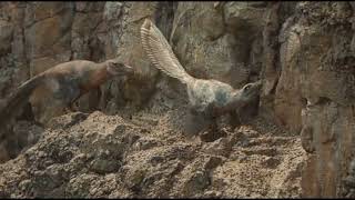 Prehistoric Planet Series [2022-2023] - Velociraptor Screen Time