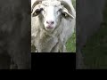 REAL OFF THE GRID LIVING! A Mountain Family&#39;s Farm Day. Life in a Remote Village #villagelife #farm