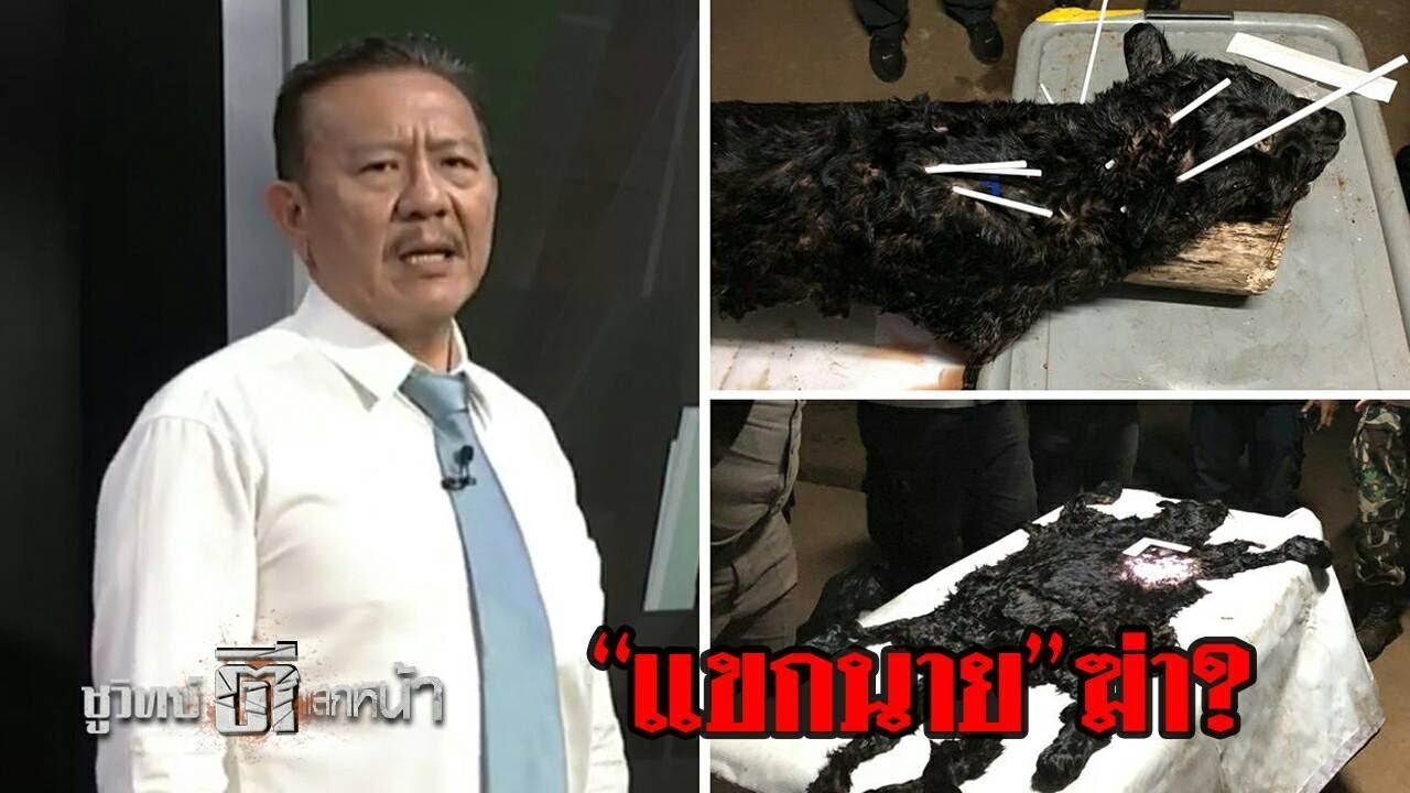 เสือดำตาย 