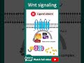 Wnt signaling pathway | 1 minute cell bio