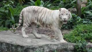Eye of the Tiger - Song
