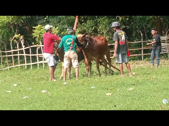 GAJAH MADA LATIHAN, HAMPIR TIGA BULAN TIDAK DI TREN DI KARENAKAN KENAK PENYAKIT LATO LATO class=