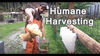 How To Retire Laying Hens | Humane Chicken Harvesting Guide