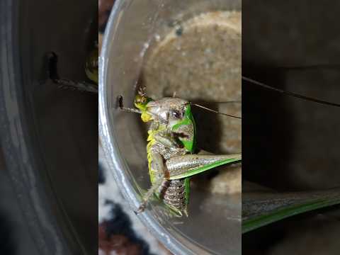 Grasshopper larva eats