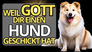 🐶 Warum hat GOTT einen HUND in dein LEBEN gesetzt? FINDE ES HIER HERAUS 🐾