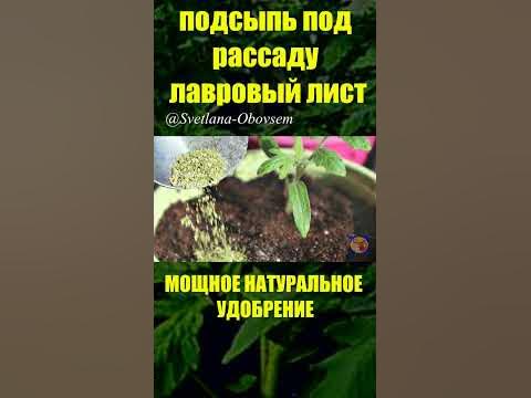 МОЩНАЯ ПОДКОРМКА ДЛЯ РАССАДЫ #SHORTS - YouTube