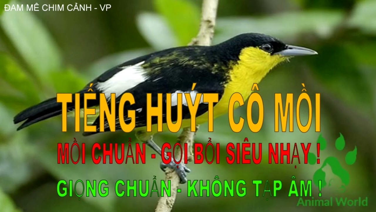 TIẾNG CHIM HUÝT CÔ MỒI GỌI BỔI CHUẨN NHẤT !