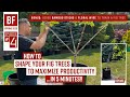 BF: Spring 2025 Epi#4 // How to SHAPE your fig trees to MAXIMIZE PRODUCTIVITY // Using BAMBOO &amp; WIRE