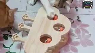Cats.Lovely.Corners | รีวิวจากผู้ใช้จริง ของเล่นแมว BH-DDS(3)