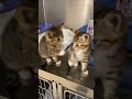 Caught on tape: Brothers high five after finding out they’re getting adopted together  🙀😹🤝