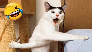 New Funny Animals 😂 Funniest Cats and Dogs Videos 😺🐶 Part 01