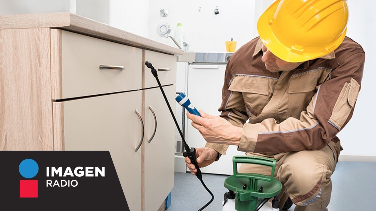 Cómo prevenir la presencia de plagas en casa / Bien y Saludable YouTube