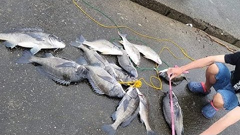 Câu Hechi cá tráp ở công viên biển Fureai Osaka | Hành trình câu cá ở nơi chưa đặt chân đến | GĐCT