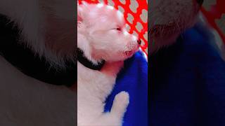 &quot;Funny Puppy Moments That Will Make You Laugh Out Loud! 🐶😂&quot; #funny #youtubeshorts #trending #shorts