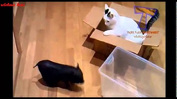 Funny Animals - khoảnh khắc đáng yêu của thú cưng    - bản đẹp