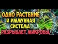 КРОВЬ НА ЯБЛОЧНОМ ОГРЫЗКЕ ЗНАЧИТ У ВАС ....(НУТРИЦИОЛОГИЯ №24) 4.03 2021