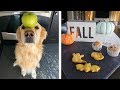 PUMPKIN SPICED COOKIES! (Fall Recipes for Dogs)