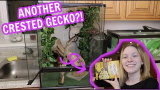 A NEW CRESTED GECKO?! + tank cleaning! by Taylor Crane 10,259 views 4 years ago 8 minutes, 26 seconds