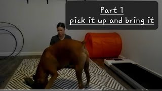 How to teach pick it and bring it Part 1 #dogtraining