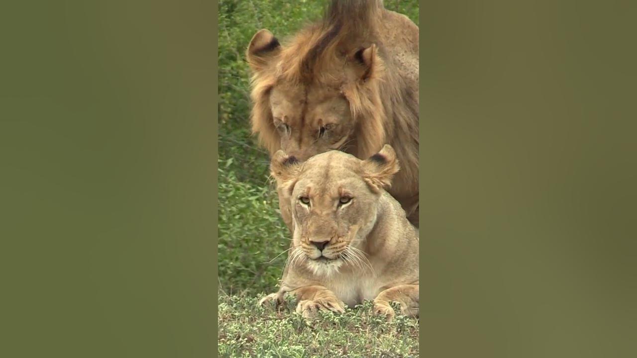 How often do Lions reproduce? wildlife wildafrica lions YouTube
