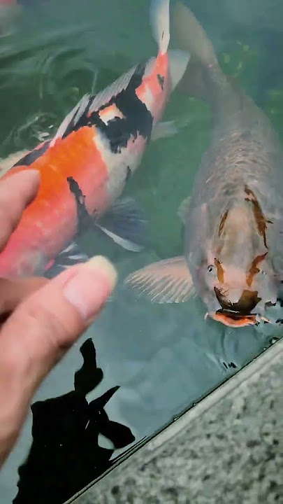 kolam koi #KoiLovers #KoiIndonesia #KolamKoi #KoiHealing