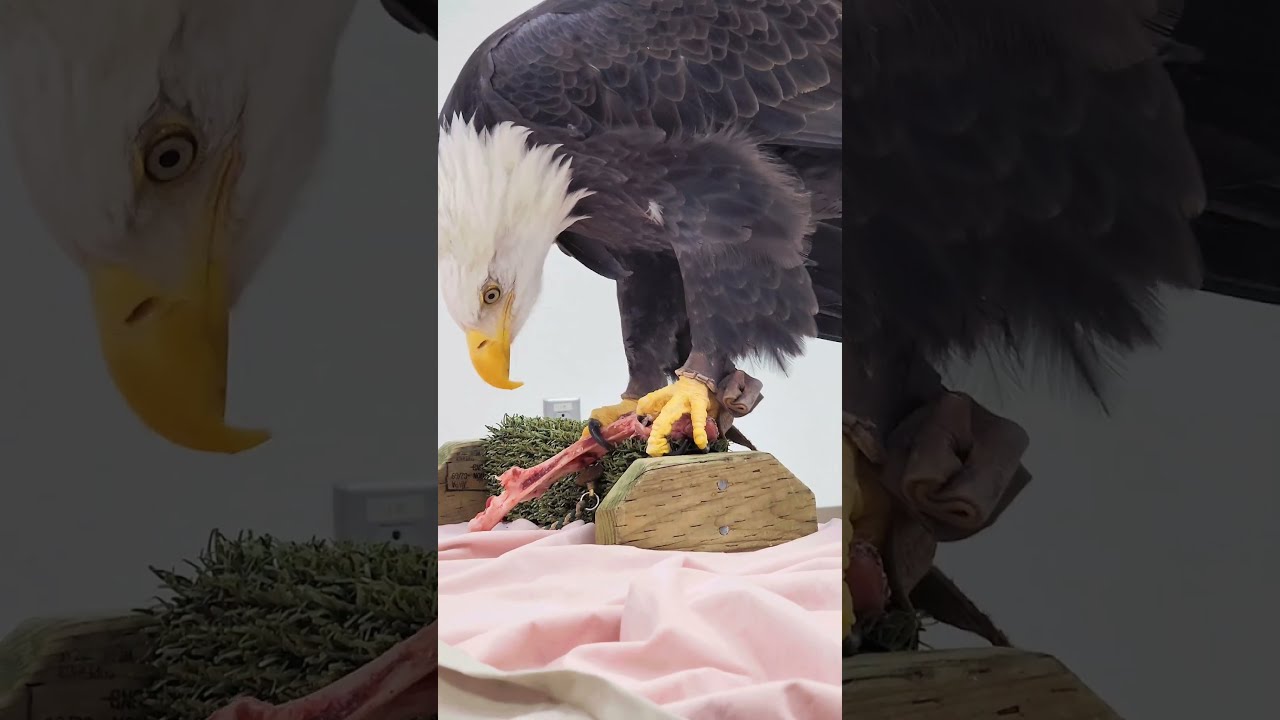 Deer Bone Enrichment For Sitka Bald Eagle Wildlifeeducation Cuteanimals