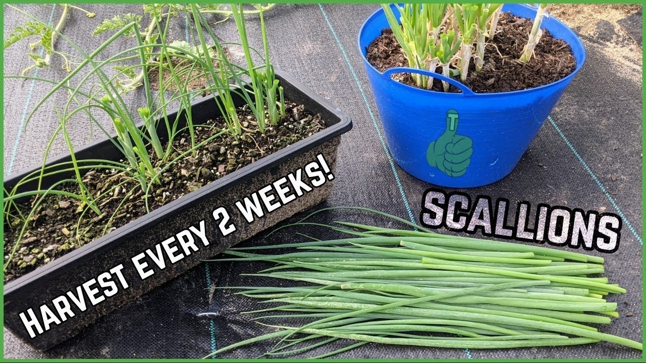How to grow scallions in a container Tips and Tricks for Fast Harvest