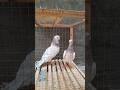 حمام استرالي Pigeon 