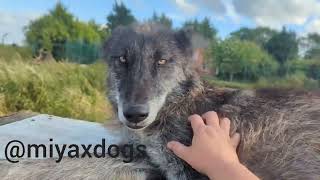 Relax with Miyax Dogs - Eve & Gambit