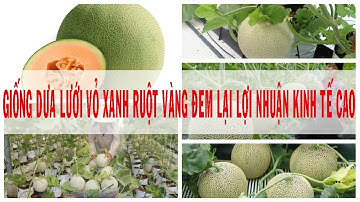Giống Dưa Lưới Vỏ Xanh Ruột Vàng Đem Lại Lợi Nhuận Kinh Tế Cao- 0975 14 52 52