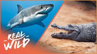 SHARK VS CROCODILE: WHICH IS THE WORST KILLER?
